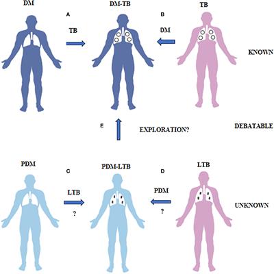 Immune-endocrine network in diabetes-tuberculosis nexus: does latent tuberculosis infection confer protection against meta-inflammation and insulin resistance?